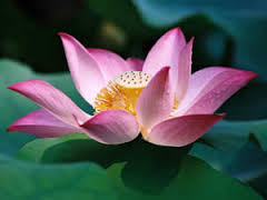 Explore the Grace of Simplicity